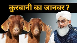 Qurbani se pehle jarur dekhe Maulana Shakir Noori