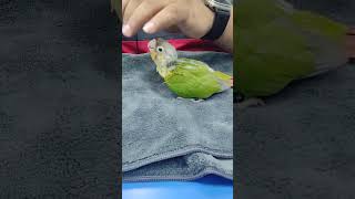 pineapple conure #birds #hand-feeding#amazing #pineapple