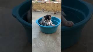 Husky siberiano gosta de se refrescar neste calor.