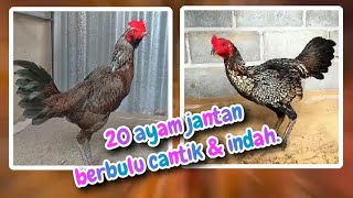 20 ayam jantan berbulu cantik & indah😍💓