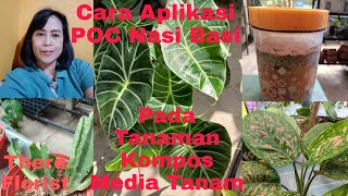 Cara Aplikasi Pupuk Organik Cair/ POC dari Nasi Basi Pada Tanaman, Kompos Dan Media Tanam