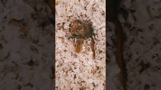 Updating the gerbils cage part 2. Chews #gerbil #gerbils #rodents #cute