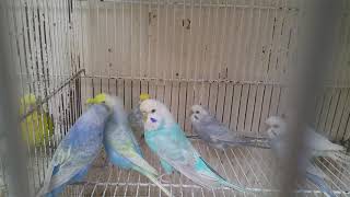 Rainbow Budgies Pakistan