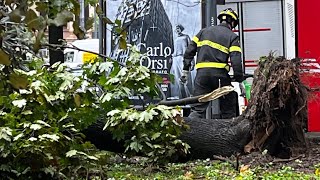 Milano: cade un albero uomo investito rimane miracolosamente  illeso