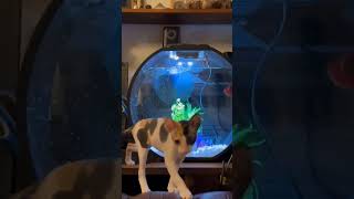 🐈Cat loves being around aquarium🐟🥰🥰