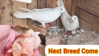 Breeder pair ke Ande othane ke 15 din bad next clach aa gaya #MAsadBirds #Next #Breed