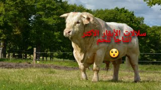 العجول الأكثر انتاجا للحم في العالم مع ذكر مميزات كل سلالة.