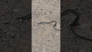 Ran Over Garder Snake