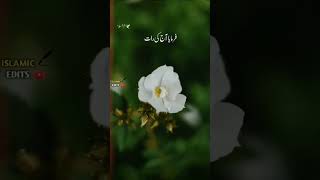 حضرت عائشہ صدیقہ رضی اللّٰہ عنہافرماتی ہیں15شعبان کی رات تھی#islamicstatus #viralshort #shabebarat