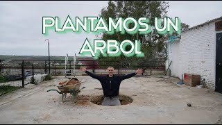 Plantando un arbol (Falsa morera)