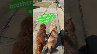 Doodle Doggie Tales- Part 56 “Da Boyz” #shortsfeed #shortvideo #pets #dogs #brothers #shorts #doggo