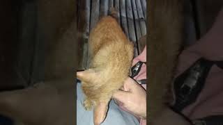 Si oyen kucing jalanan yang jinak