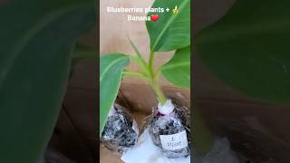 Blueberry plants and banana 🍌 to grow in the garden