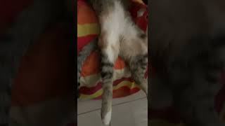 sleeping cat