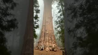 The biggest tree of the world #trendingshorts #shorts #youtubeshorts #short #feed #viral #viralvideo