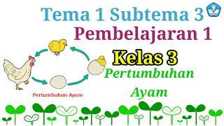 Kelas 3 Tema 1 Subtema 3 Pembelajaran 1//Pertumbuhan Ayam