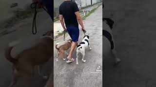 Briga entre cães da mesma casa