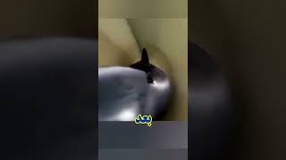 بازگشت به خانه