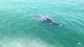 Drone flagra Baleia 🐋 como filhote