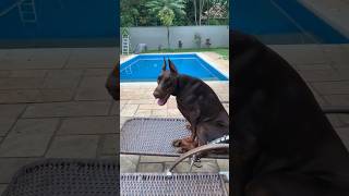 Dobermann europeu 🇷🇺🇧🇷🔥 🏅 #doberman #doglover #dog #funk #dobermanlove #dogowner #puppy #puppyvideos