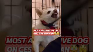 Scary Cesar Millan dog🥶 #moments #worst #dogs #bite #fight #scariest #dogwhisperer #showdown #tv