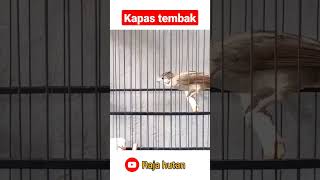 burung kapas tembak gacor