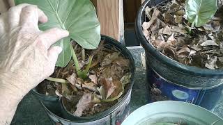 Elephant Ears, Alocasia and Colocasia 1-8-24 | see description | thanks for watching!