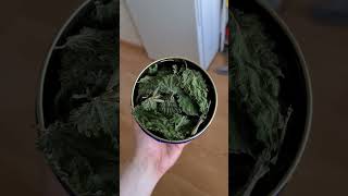 Nettle Tea Foraging