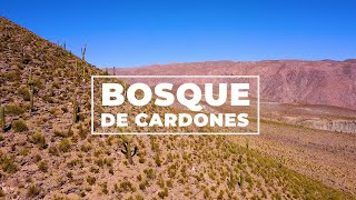 Nuestros bosques de cardones