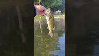 Nice little bass by the dock