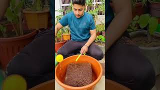 नारियल की छाल के फायदे How to use Cocopeat #cocopeat #terracegardening #viralreels