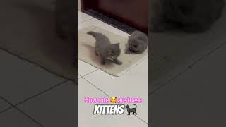 Cutie cutie kittens 🐈‍⬛ #kitten #cutecat #love #shorts #trending