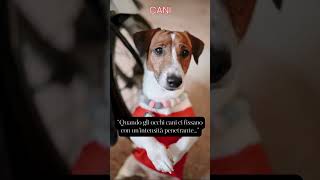 Quando gli occhi cani ci fissano con un'intensità penetrante #frasedelgiorno #animali #aforismi