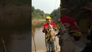 Ikan pipih kalimantan #shortvideo #shorts #short