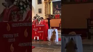 Perro roba el cuerpo de Cristo