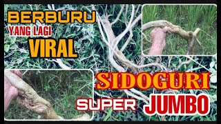 BERBURU YANG LAGI VIRAL ''TAMBAT SAPI / SIDOGURI''