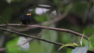 Golden-headed Manakin