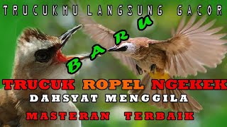 Burung trucuk ngekek panjang dan ropel rapat mp3