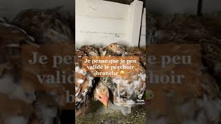 Perchoir pour poule validé ?