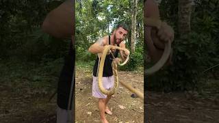 Bule ketemu King cobra liar di hutan katingan herping #snake #fypシ #viral #fyp #kingcobra