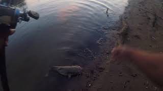 Ohio River Flathead...Cincinnati