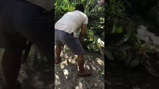 Biawak jumbo nyasar ngeriii ngamuk-ngamuk❌⚠️‼️#borneo #biawak #shorts #video