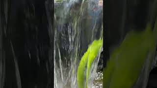 #waterfall #beautiful #nature #plants #youtubeshorts