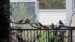 Cleaning out a breeding aviary.