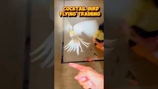 Free fly | Free flying Birds video | free fly parrot|  #birds