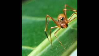 Eye movements in Jumping spider. Read description to know more. #shorts #spider  #eyes