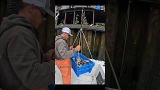 Commercial Fisherman Day in the Life #fishing #shorts