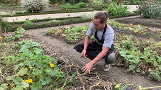 Le Potager du Château de Prangins - La récolte des courges