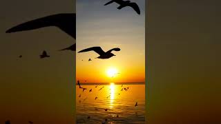 #beautiful #sunset #bird #scenery #nature #natural #place #naturelovers #placestovisit