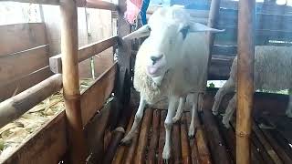 indukan KAMBING sedang mengeluarkan bayi #shorts